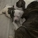 American Bulldog