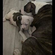 American Bulldog