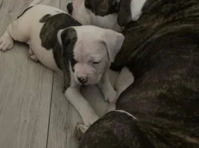American Bulldog