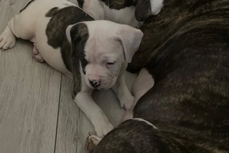 American Bulldog
