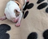 American Bulldog