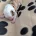 American Bulldog