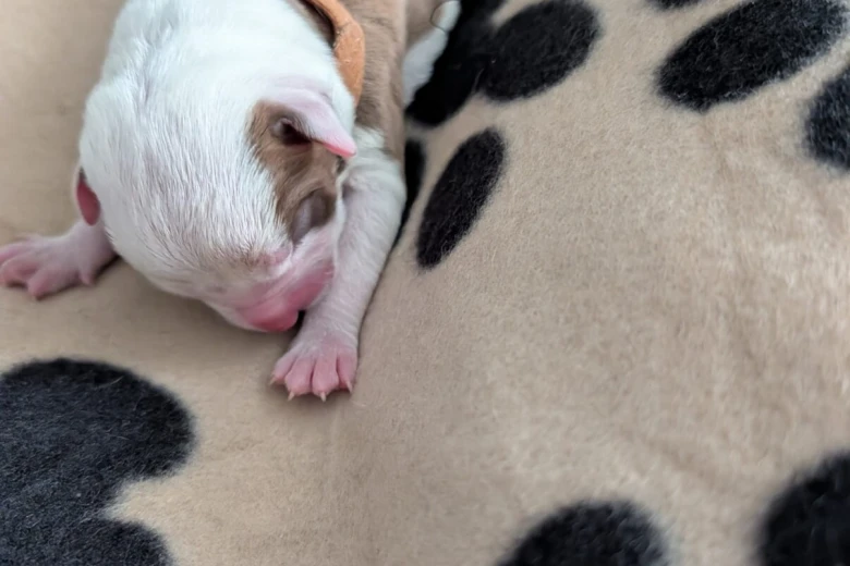 American Bulldog