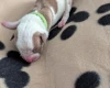 American Bulldog