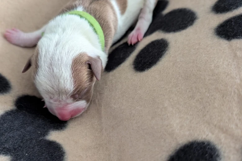 American Bulldog
