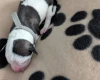 American Bulldog