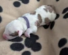 American Bulldog
