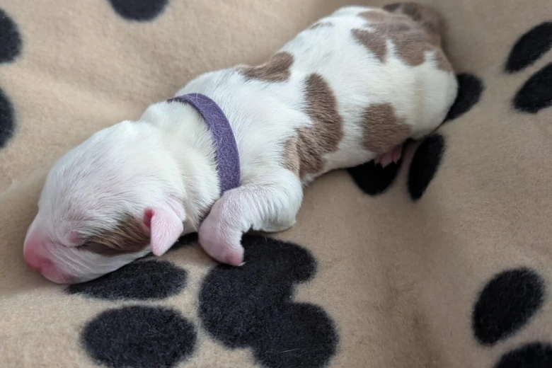 American Bulldog
