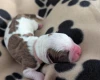 American Bulldog