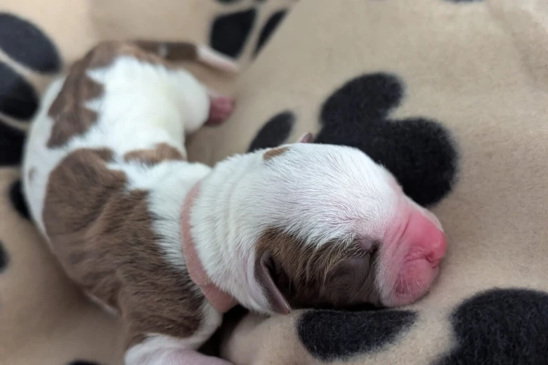 American Bulldog