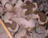 American Bulldog