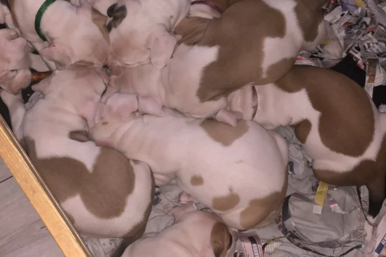 American Bulldog