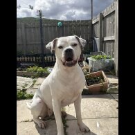 American Bulldog
