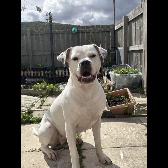 American Bulldog