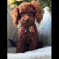 Toy Poodle