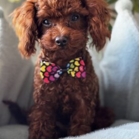 Toy Poodle