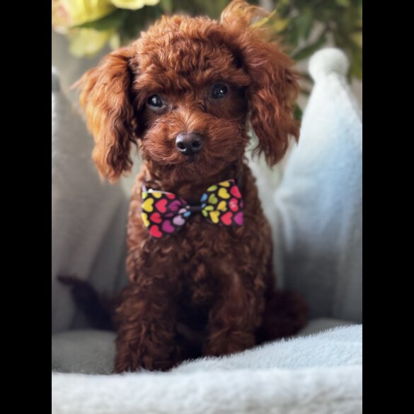 Toy Poodle
