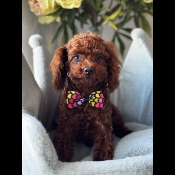 Toy Poodle