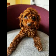 Toy Poodle