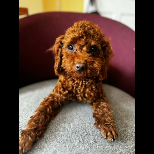 Toy Poodle