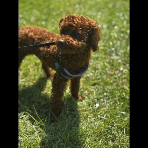 Toy Poodle