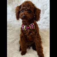 Toy Poodle