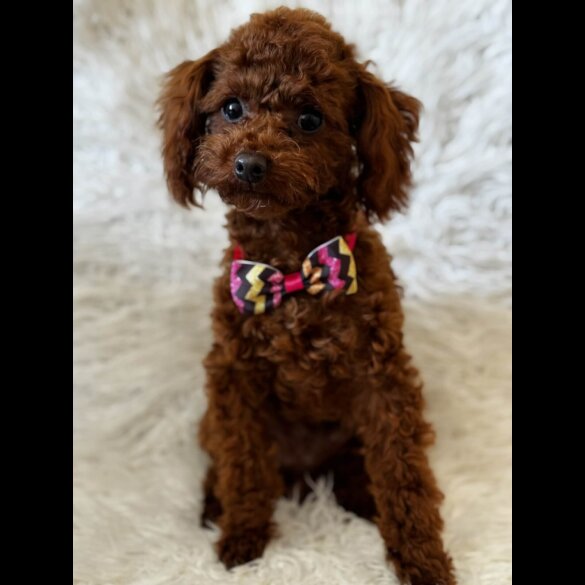 Toy Poodle
