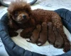 Toy Poodle