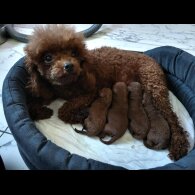 Toy Poodle