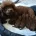 Toy Poodle