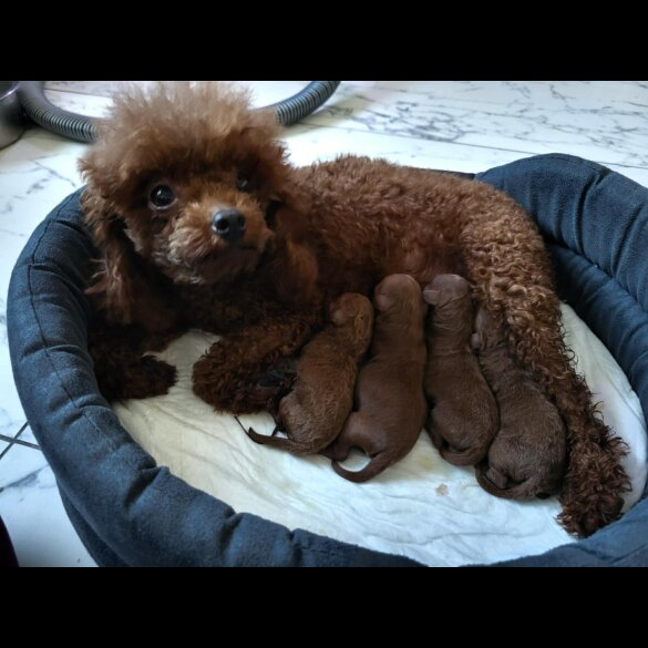 Toy Poodle