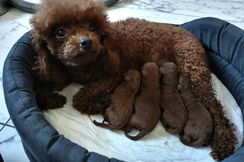 Toy Poodle