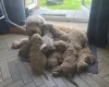 Goldendoodle