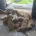 Goldendoodle