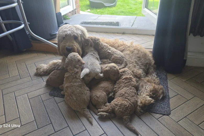 Goldendoodle