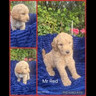 Goldendoodle