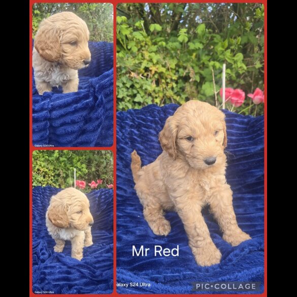 Goldendoodle