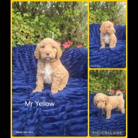 Goldendoodle
