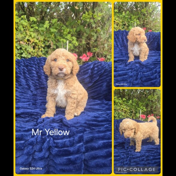 Goldendoodle
