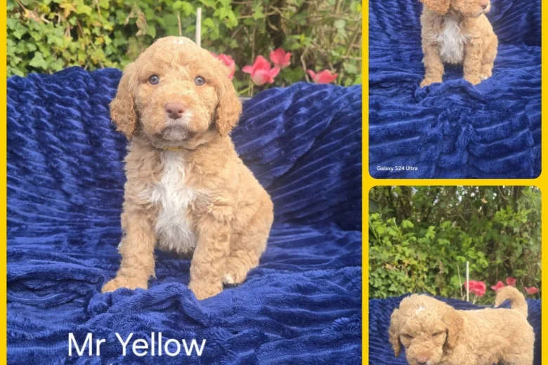 Goldendoodle