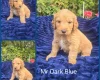Goldendoodle