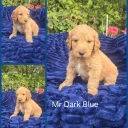 Goldendoodle