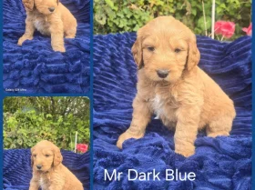 Goldendoodle