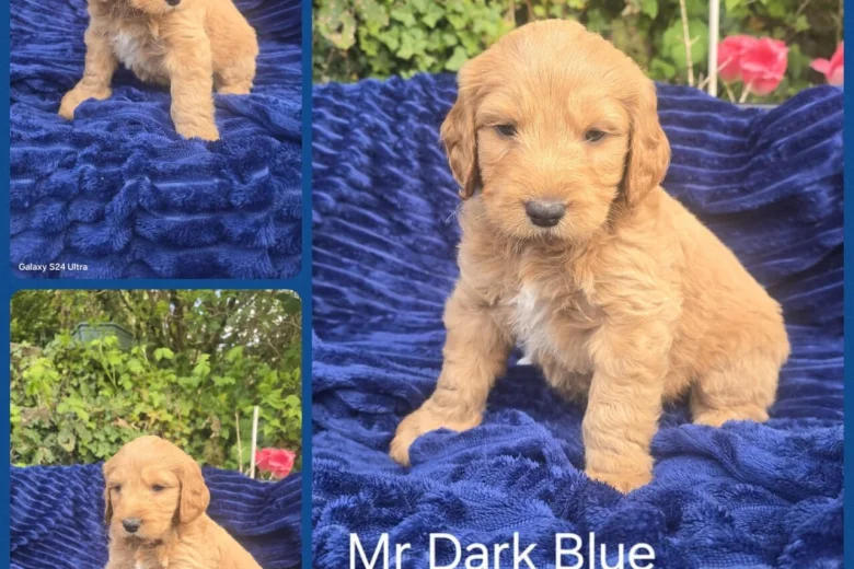 Goldendoodle