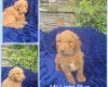 Goldendoodle
