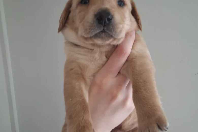 Labrador Retriever