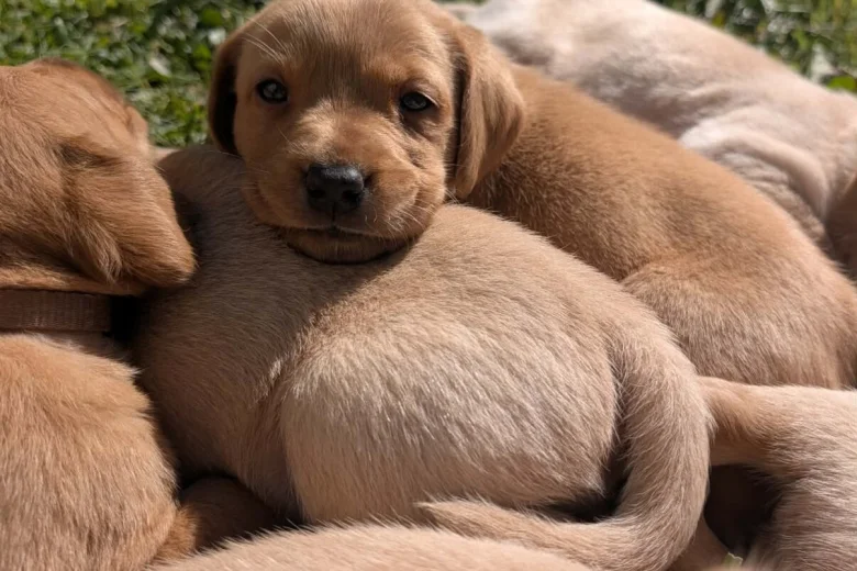 Labrador Retriever