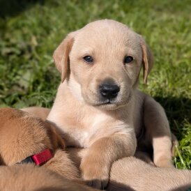 Labrador Retriever