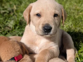 Labrador Retriever