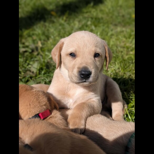 Labrador Retriever